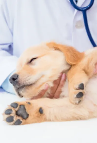 Dog laying on table with a vet 